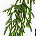 SpeciesSub: var. jiangensis